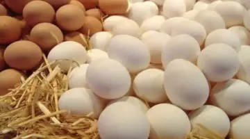 سعر كرتونة البيض اليوم للمستهلك